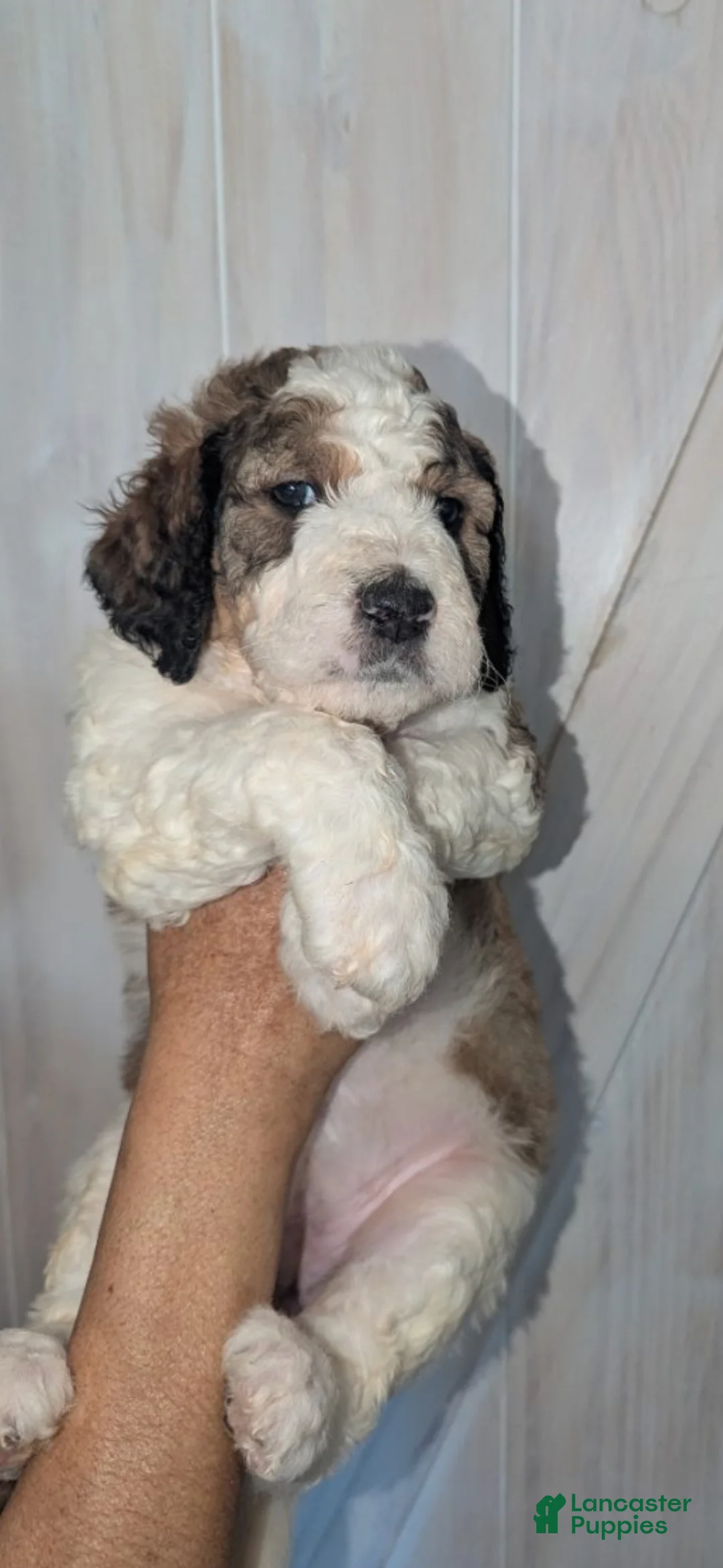 Mixed Breed dogs for sale: Ginger - Ad 2