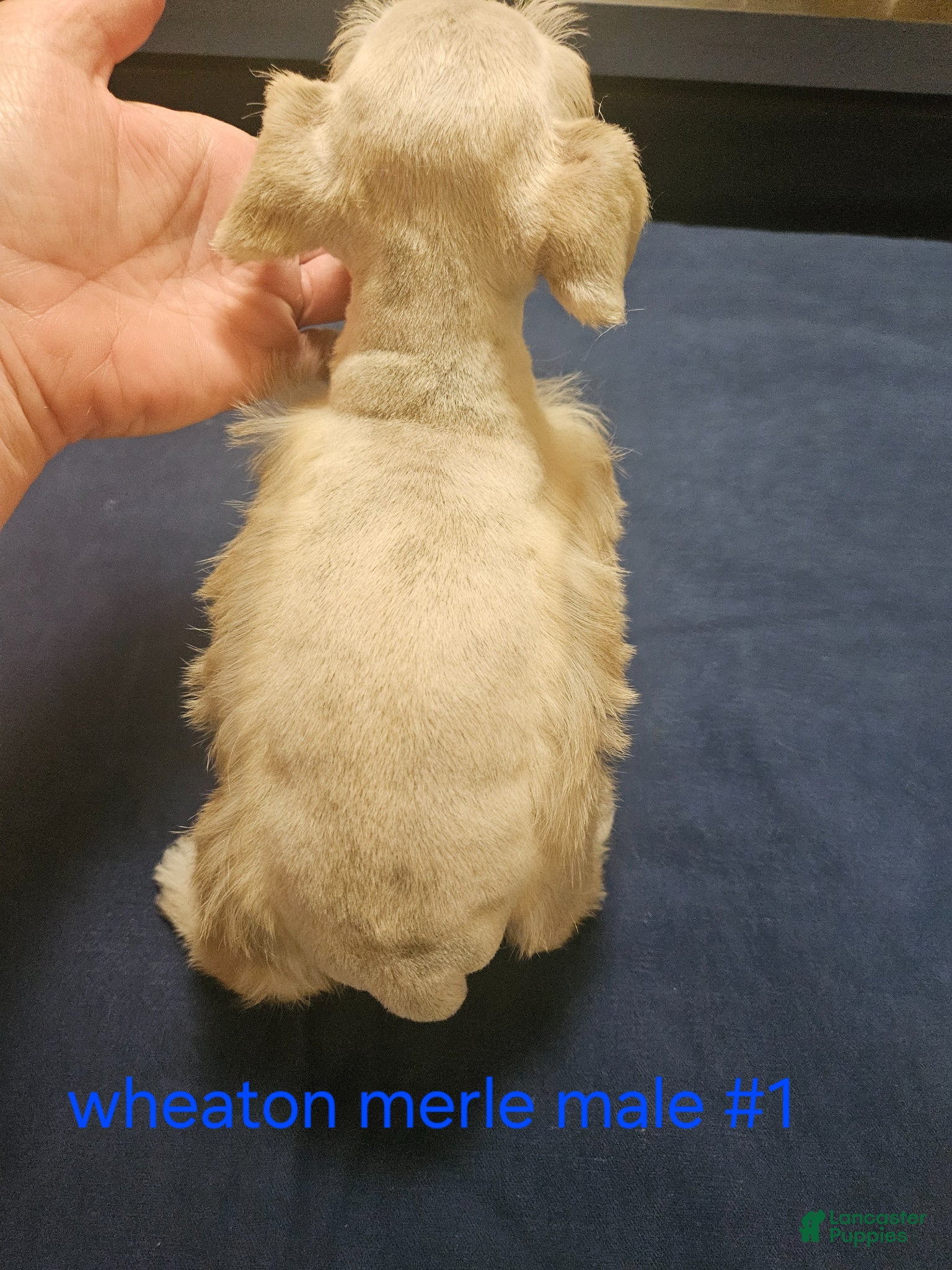 Miniature Schnauzer dogs for sale: Wheaton merle male #1 2 blue eyes  - Ad 4