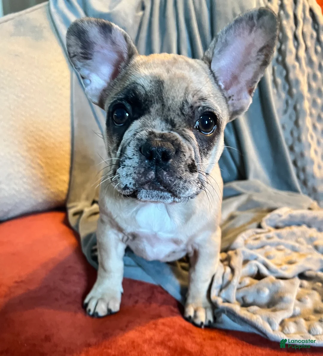 French Bulldog dogs for sale: Scout  - Ad 20
