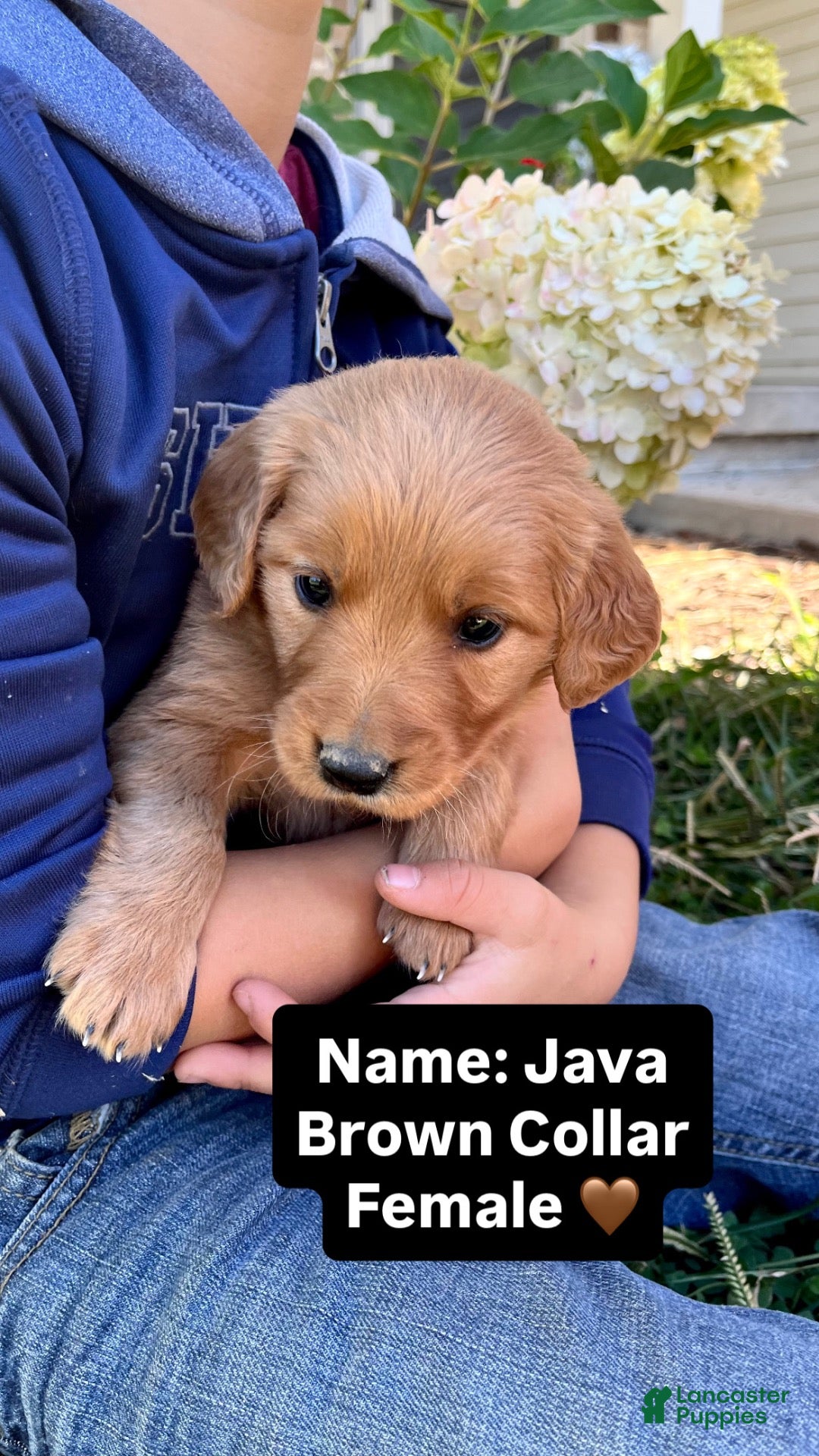 Golden Retriever dogs for sale: Golden Retriever Java - Ad 1