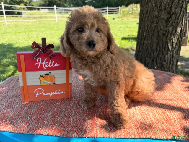 Mini Goldendoodle dogs for sale: Polly - Ad 2