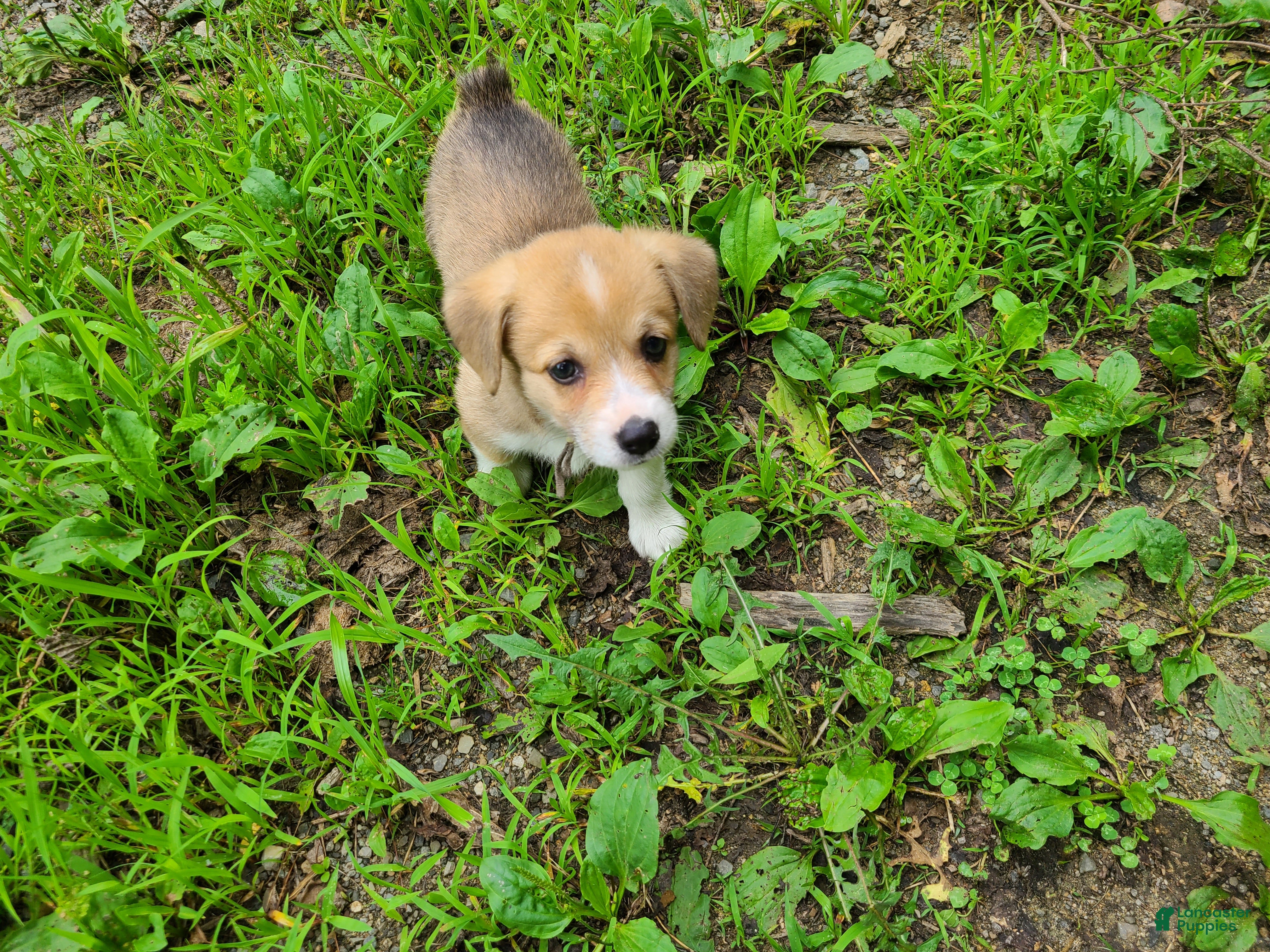 Welsh Corgi Pembroke dogs Welsh Corgi Pembroke 5 - Ad 2