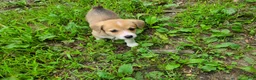 Welsh Corgi Pembroke dogs for sale: Welsh Corgi Pembroke 5 - Ad 1