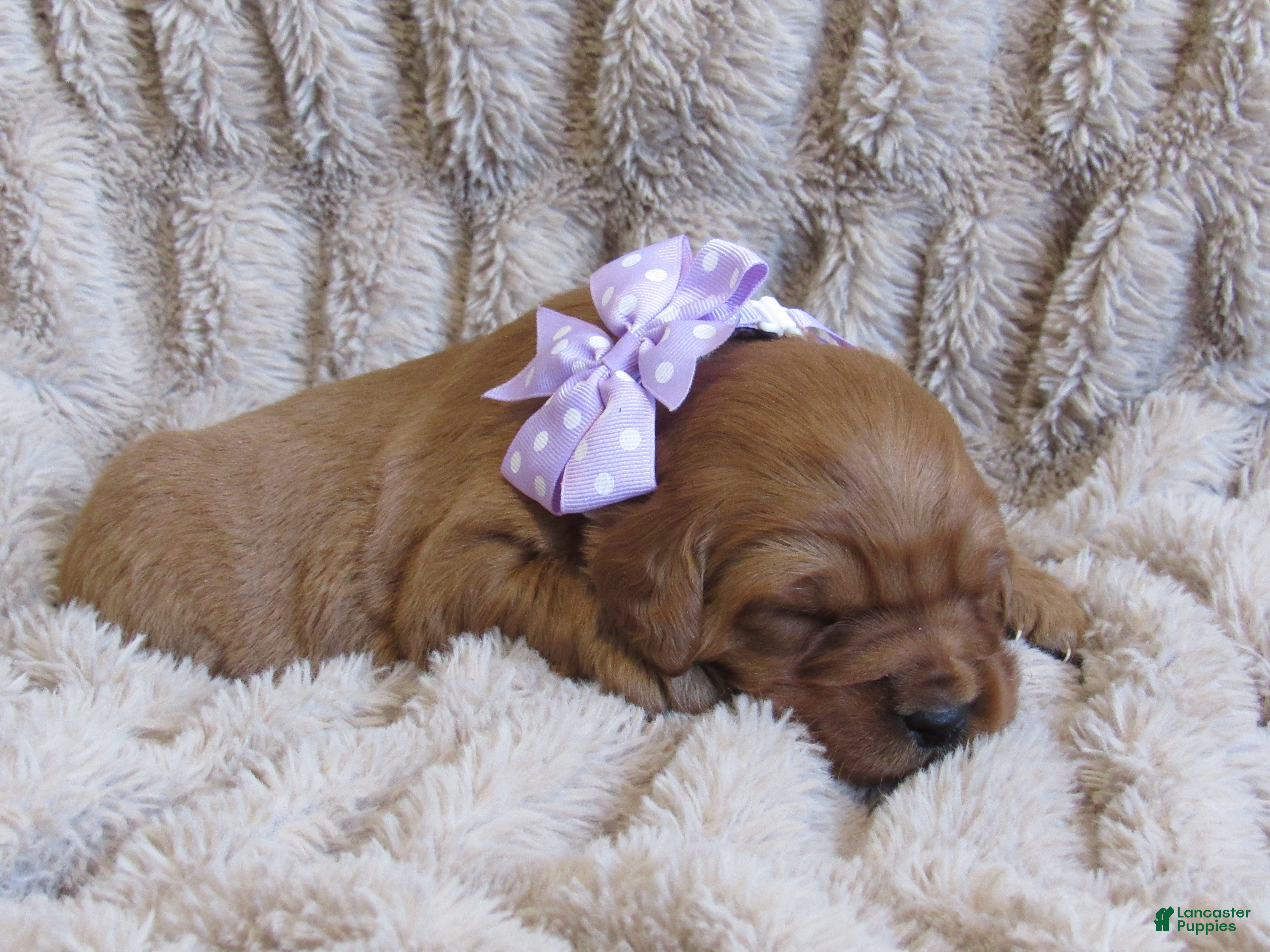 Golden Retriever dogs HARPER - Ad 35