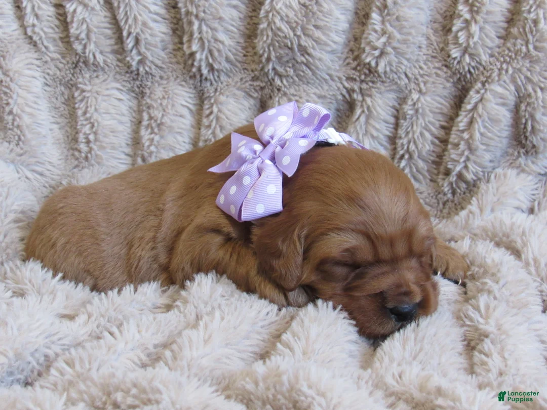 Golden Retriever dogs for sale: HARPER - Ad 1