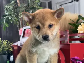 Shiba Inu dogs Icy - Ad 37