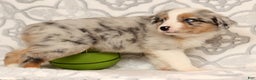 Miniature Australian Shepherd dogs for sale: Tanner - Ad 9