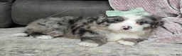 Mini Bernedoodle dogs for sale: Mini Wyatt  - Ad 16