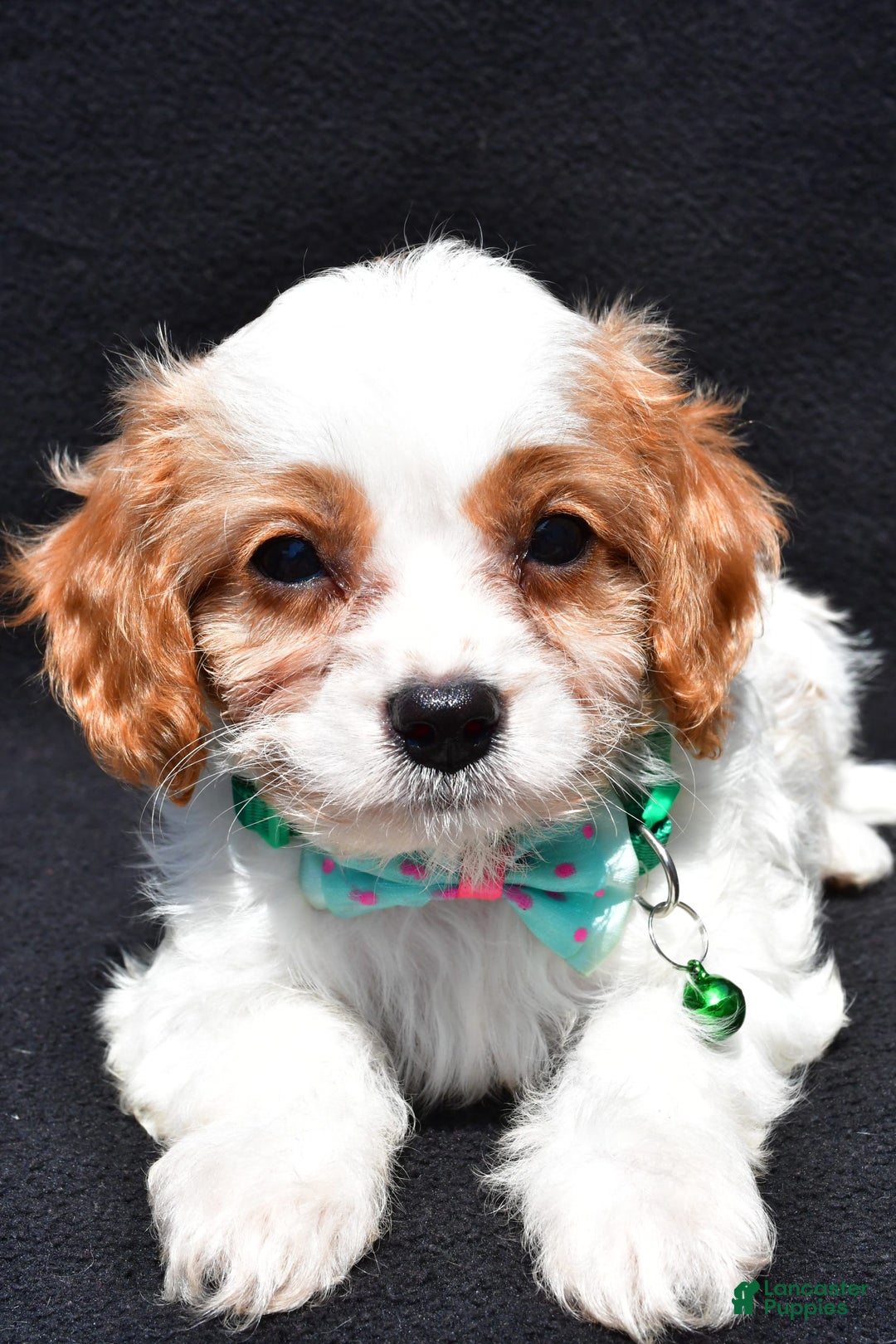 Cavapoo dogs for sale: Parker - Ad 6