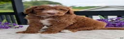 Goldendoodle dogs for sale: Charlie - Ad 4
