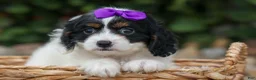 Cavapoo dogs for sale: Priscilla🌸 - Ad 9