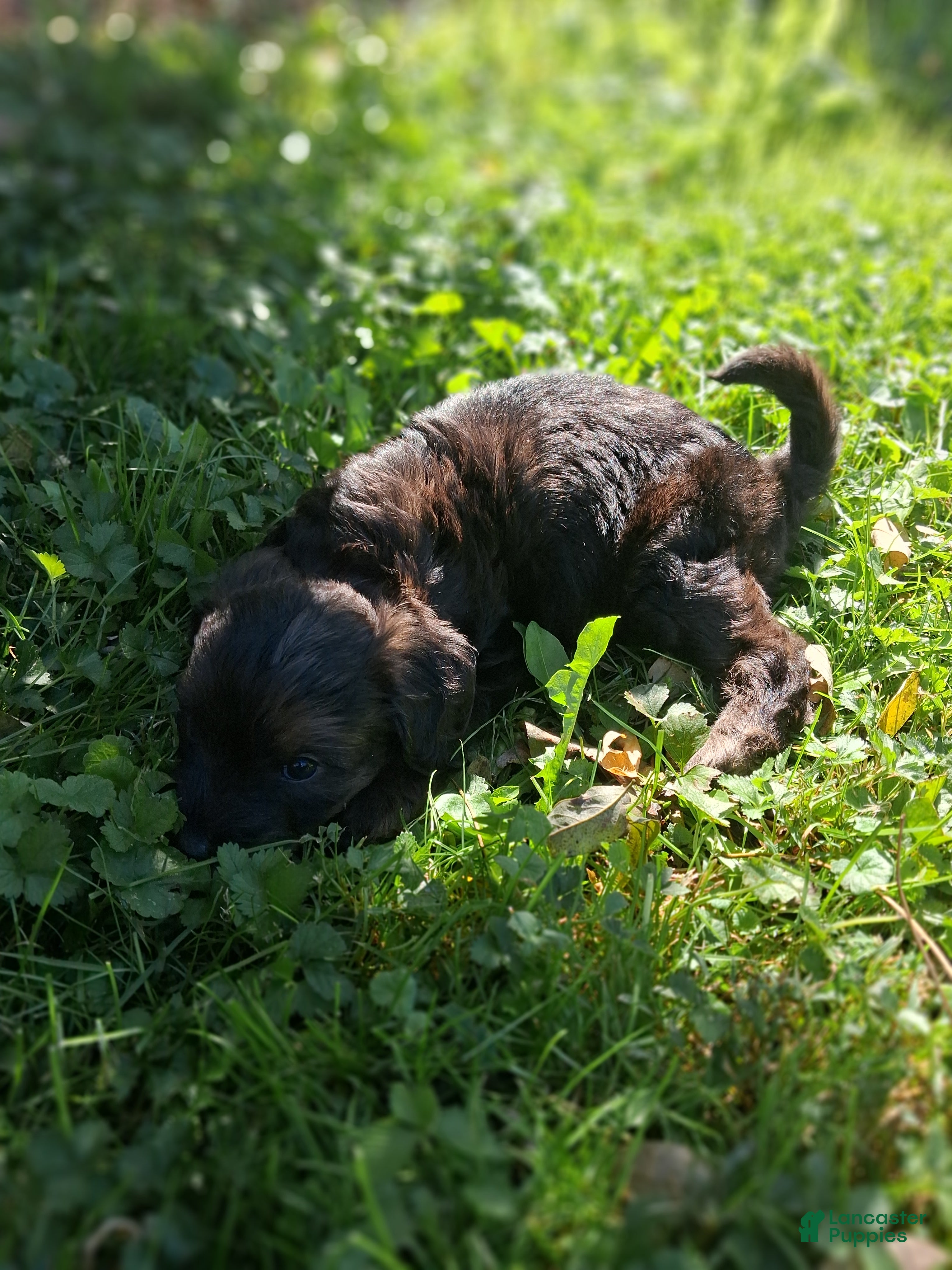 Mixed Breed dogs for sale: Wynnie - Ad 1