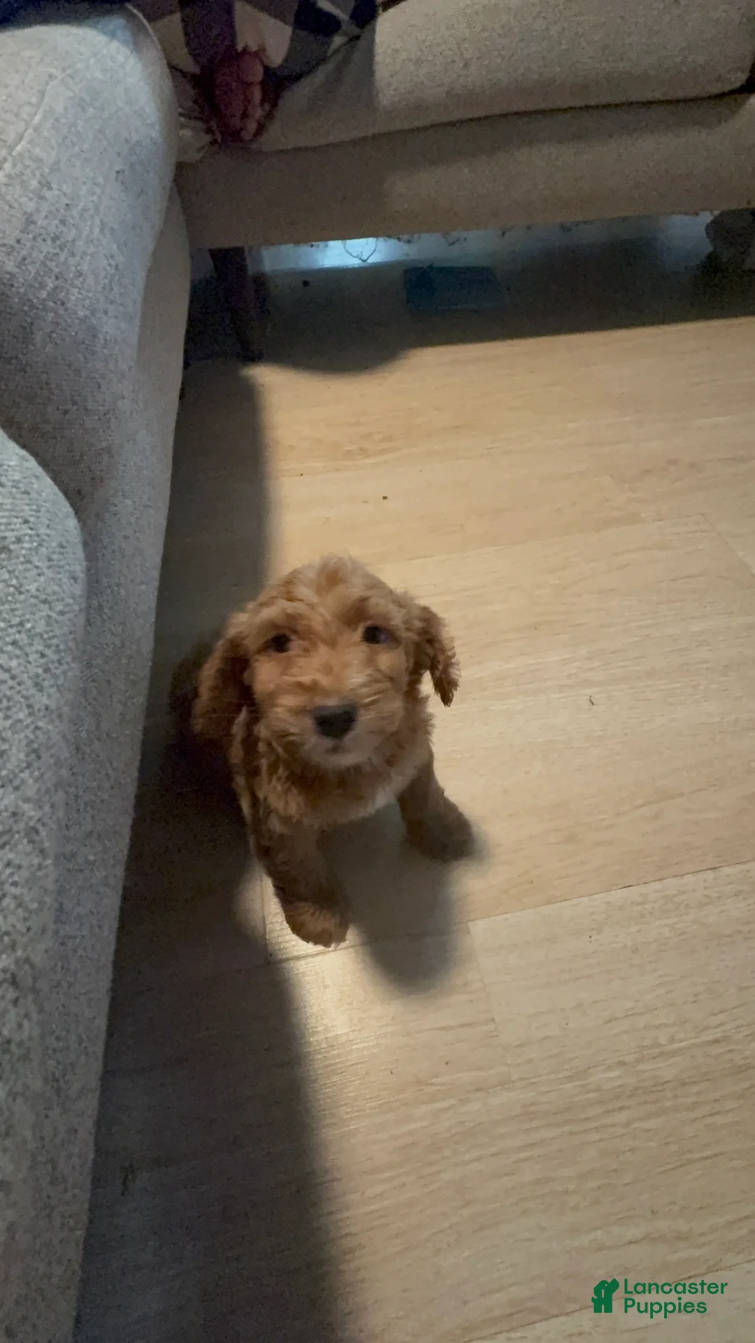 Mini Goldendoodle dogs for sale: Nova - Ad 2