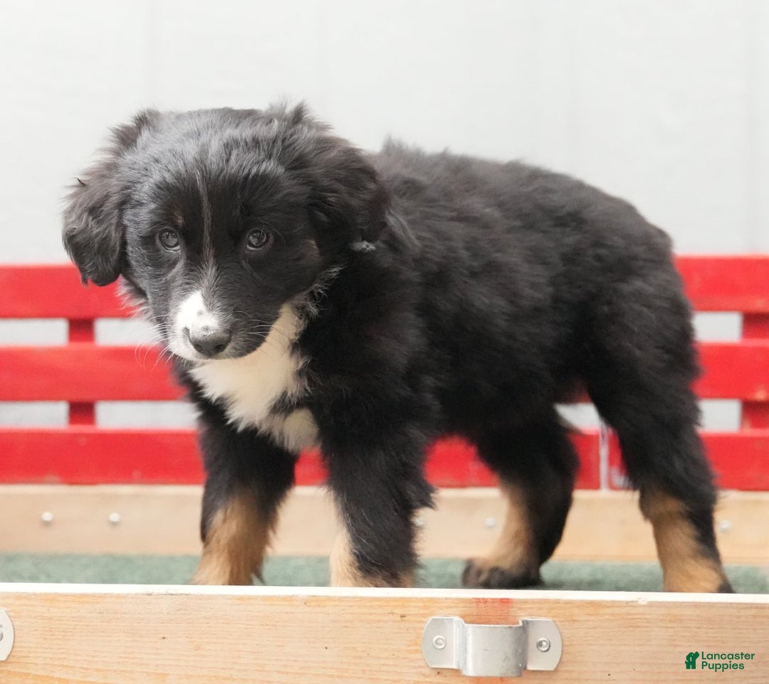 Australian Shepherd dogs for sale: Craig - Ad 7