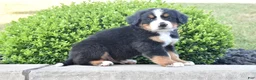 Bernese Mountain Dog dogs for sale: Buster  - Ad 3