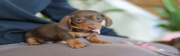 Miniature Dachshund dogs for sale: Chloe - Ad 6