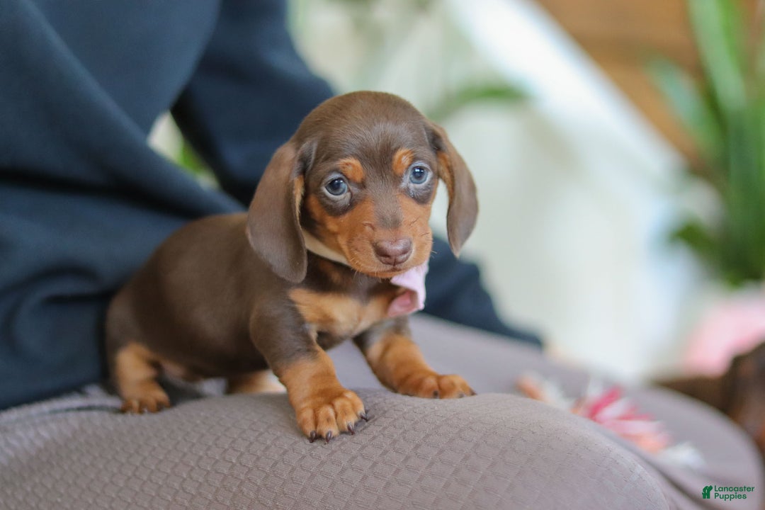 Miniature Dachshund dogs for sale: Chloe - Ad 6