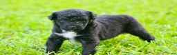 Australian Shepherd dogs for sale: Alexa  - Ad 1