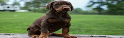 Doberman Pinscher dogs for sale: Gus 🐾 - Ad 6