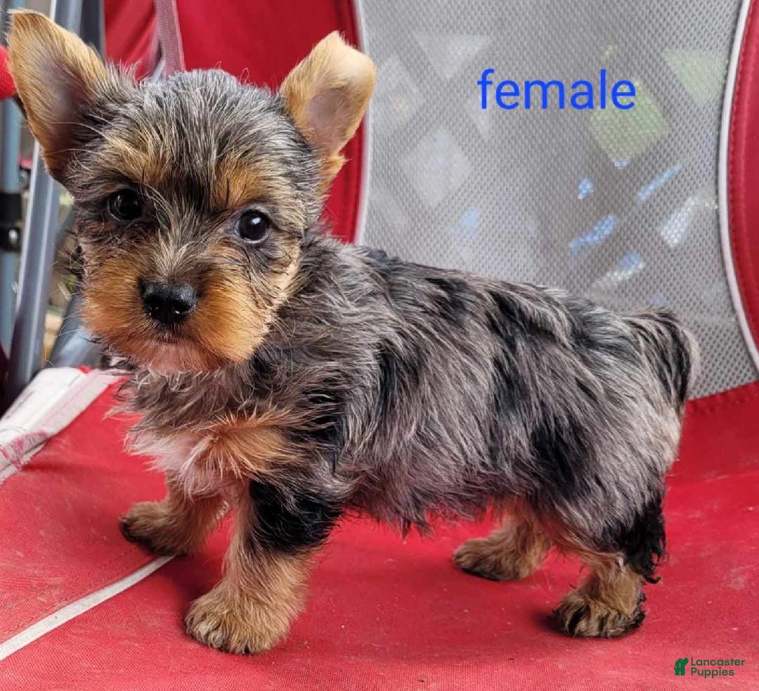 Yorkshire Terrier dogs for sale: Luna - Ad 4