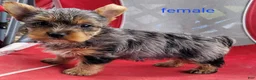 Yorkshire Terrier dogs for sale: Luna - Ad 1
