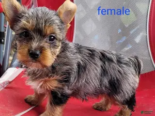 Yorkshire Terrier dogs for sale: Luna - Ad 4