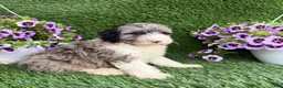 Mixed Breed dogs for sale: Bear - Ad 2