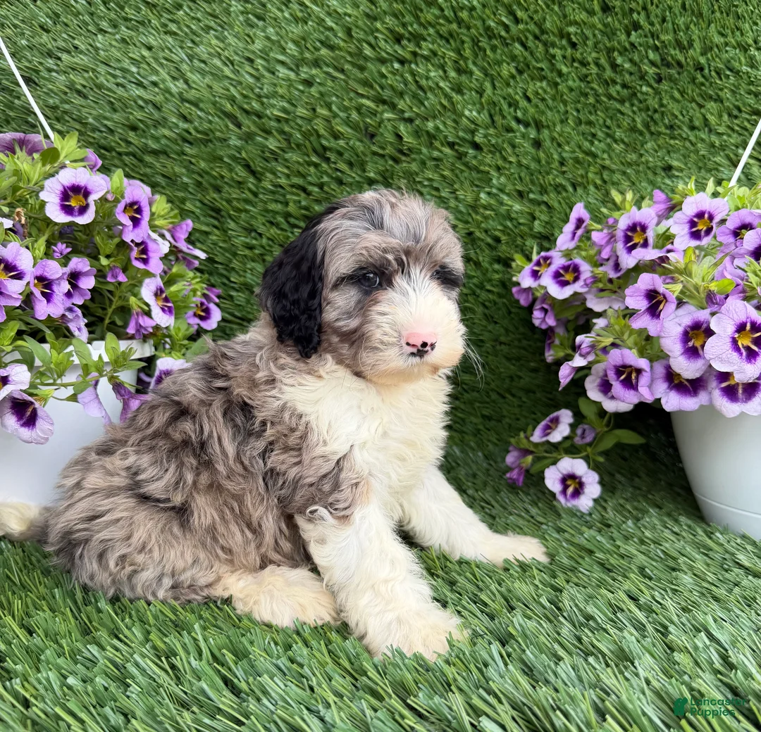 Mixed Breed dogs for sale: Bear - Ad 2