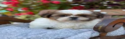 Shih Tzu dogs for sale: Seely - Ad 7