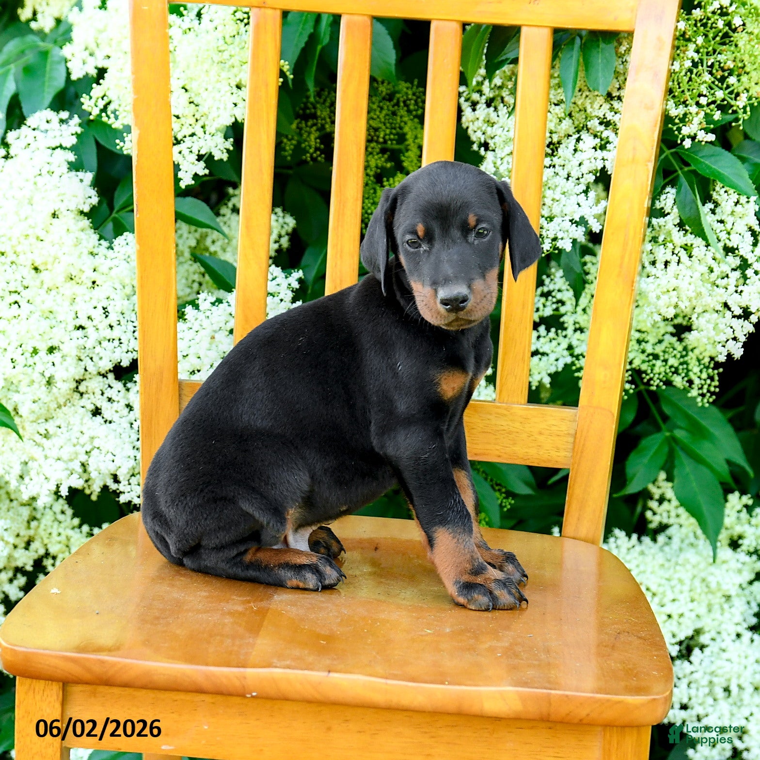 Doberman Pinscher dogs for sale: Ladron - Ad 2