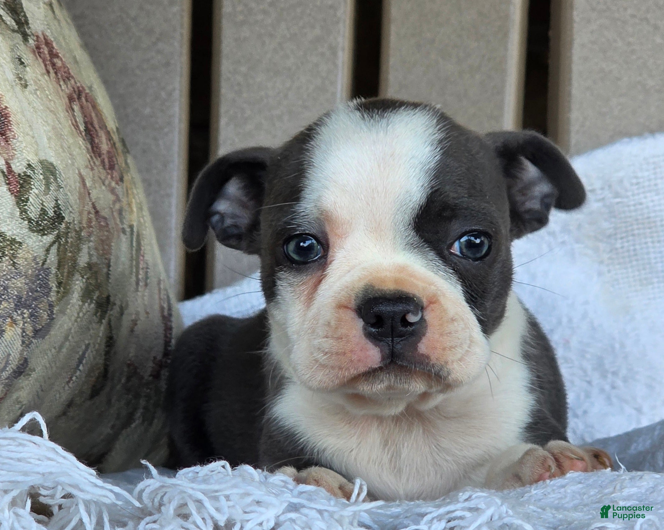 Boston Terrier dogs Rachel  - Ad 1