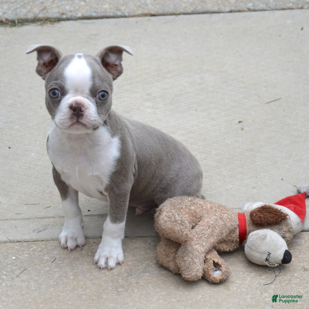 Gallery Image {{count}}