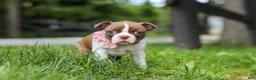 Boston Terrier dogs for sale: Fern - Ad 5