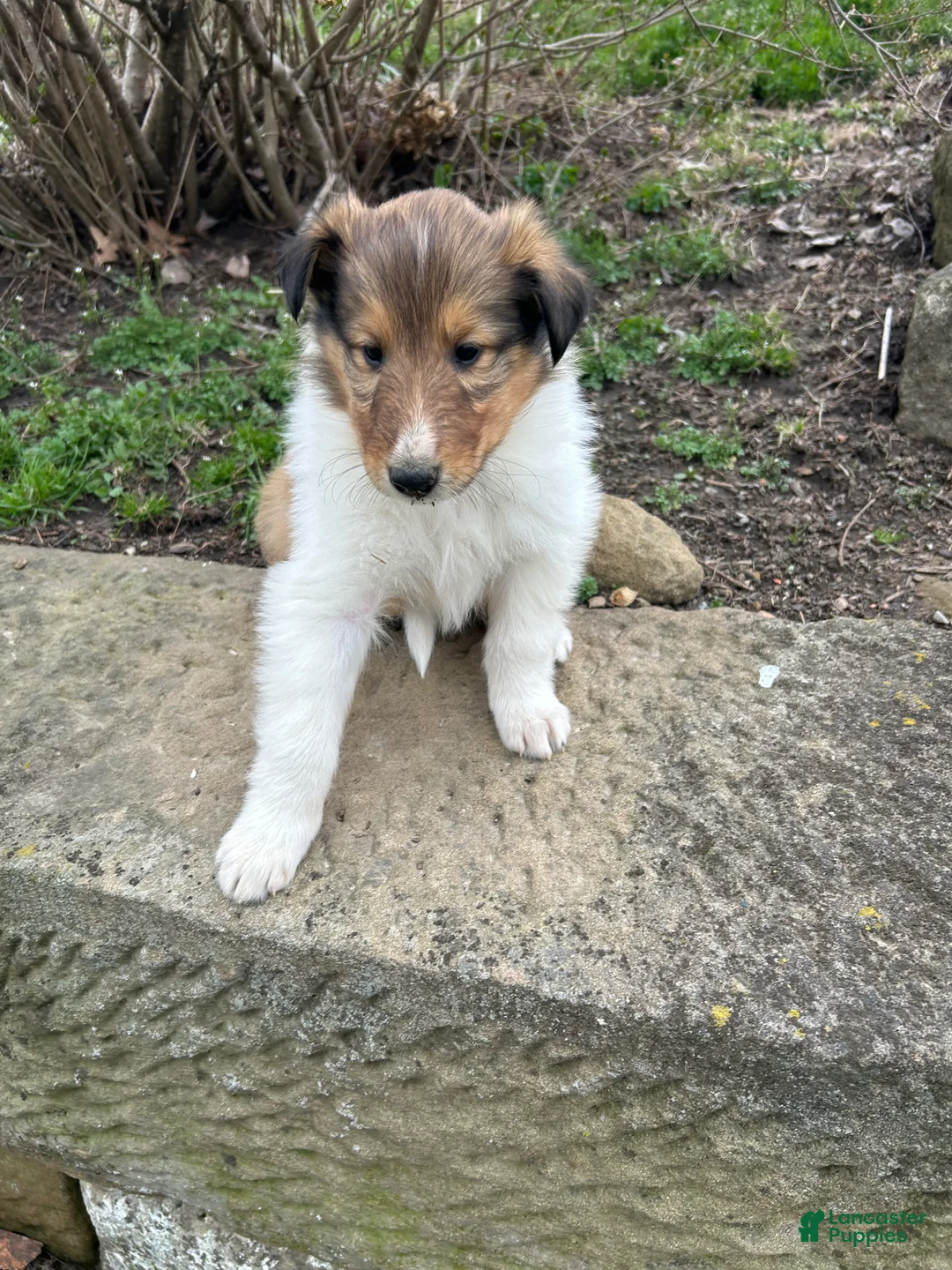 Collie dogs for sale: Pebbles - Ad 2