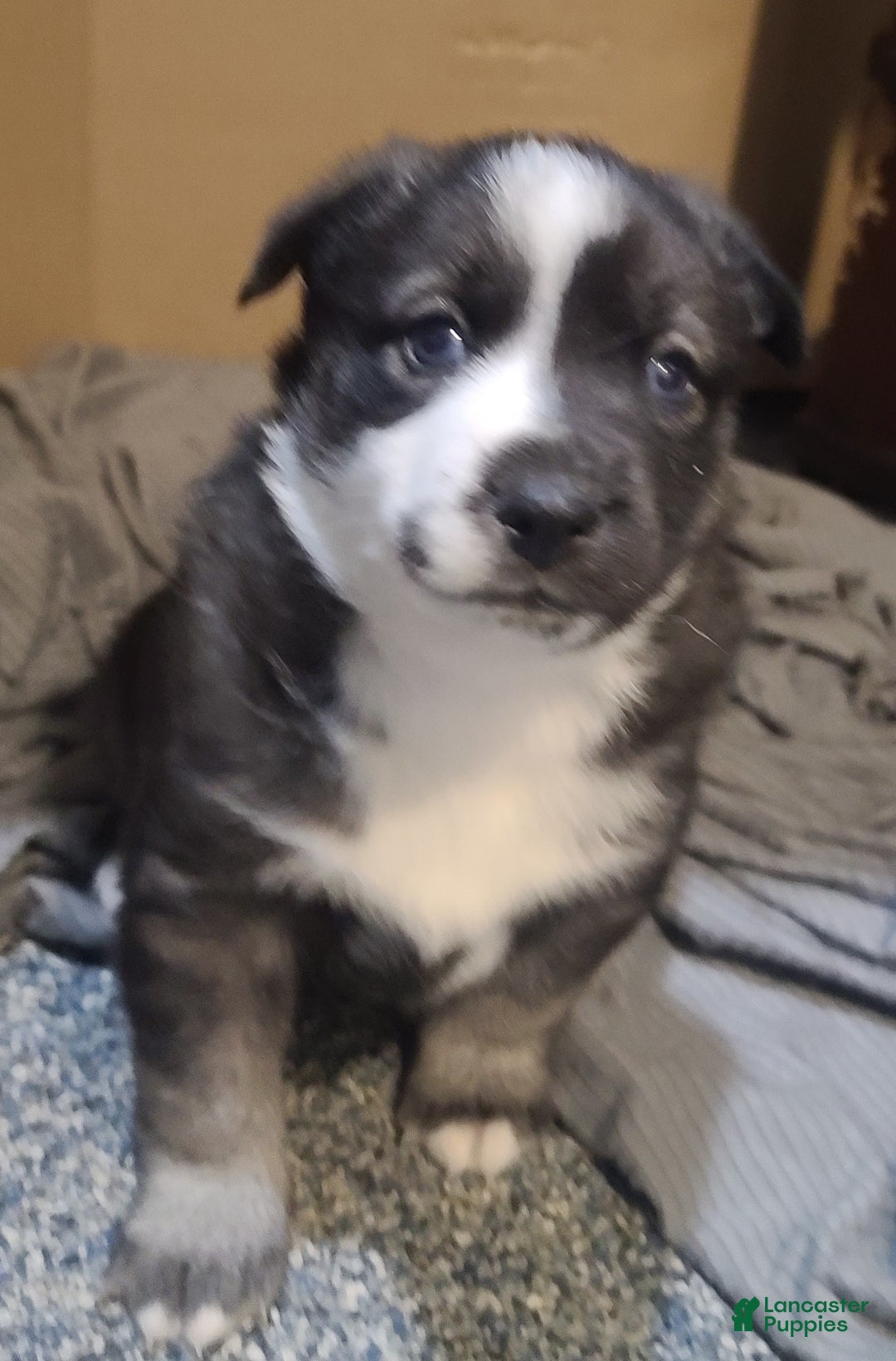 Pomsky dogs for sale: Capu - Ad 10