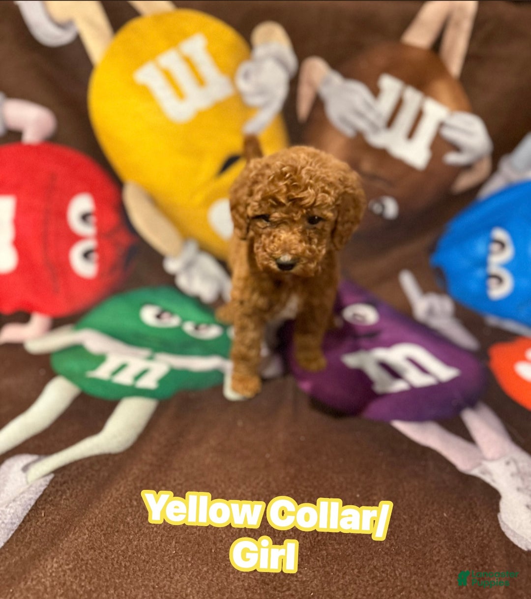 Goldendoodle dogs for sale: Goldendoodle Puppy 1 - Ad 5