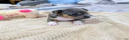 Rat Terrier dogs for sale: Annabelle - Mini Rat  - Ad 3