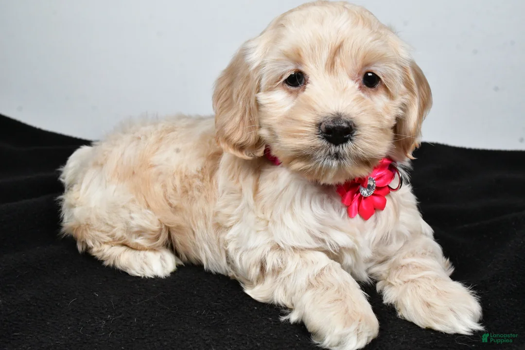 Cockapoo dogs for sale: Pearl - Ad 1