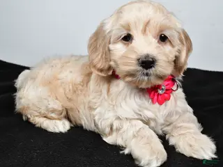 Cockapoo dogs Pearl - Ad 8
