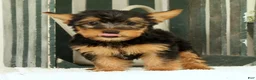 Yorkshire Terrier dogs for sale: Zeke - Ad 6