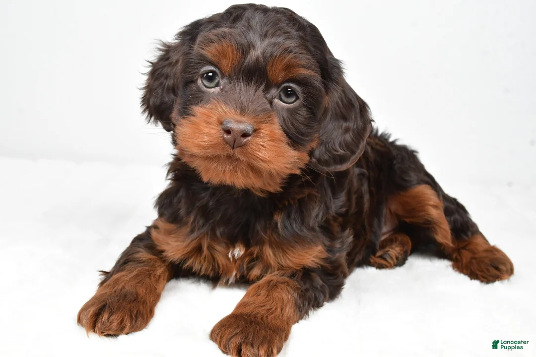Cockapoo dogs for sale: Finley - Ad 1