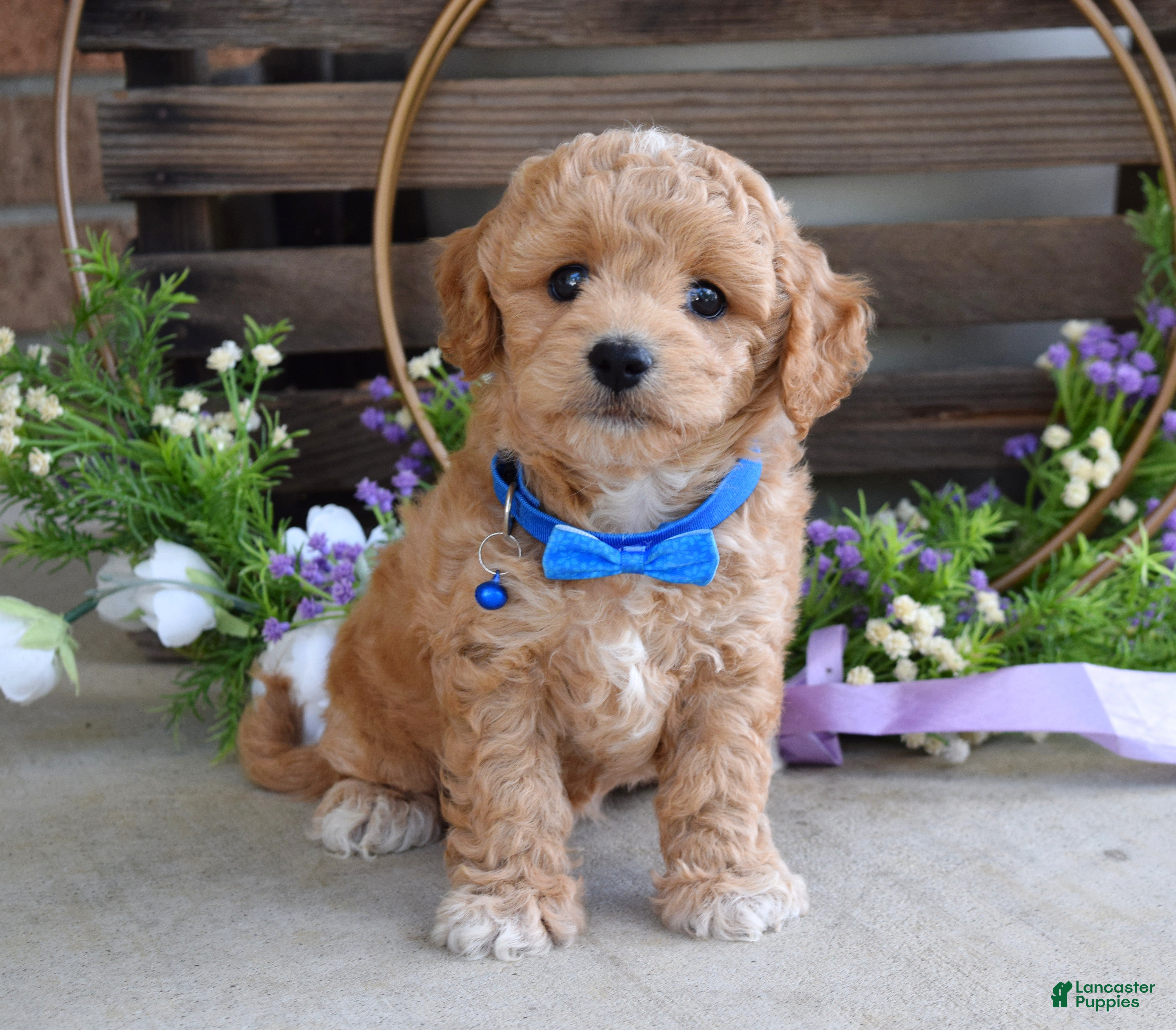 Maltipoo dogs Bentley  - Ad 2