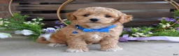 Maltipoo dogs for sale: Bentley  - Ad 2