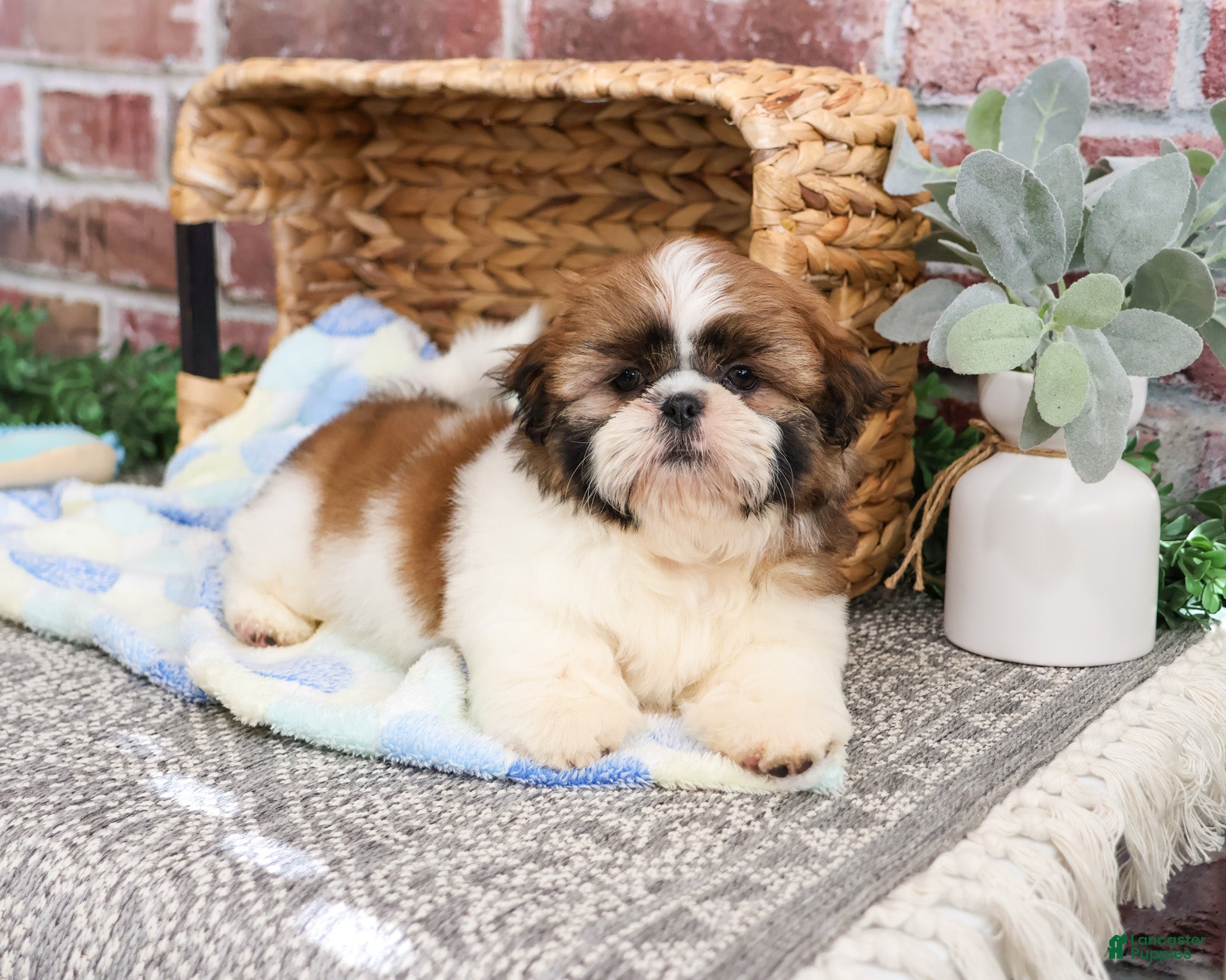 Shih Tzu dogs John - Ad 40