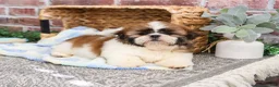 Shih Tzu dogs for sale: John - Ad 1