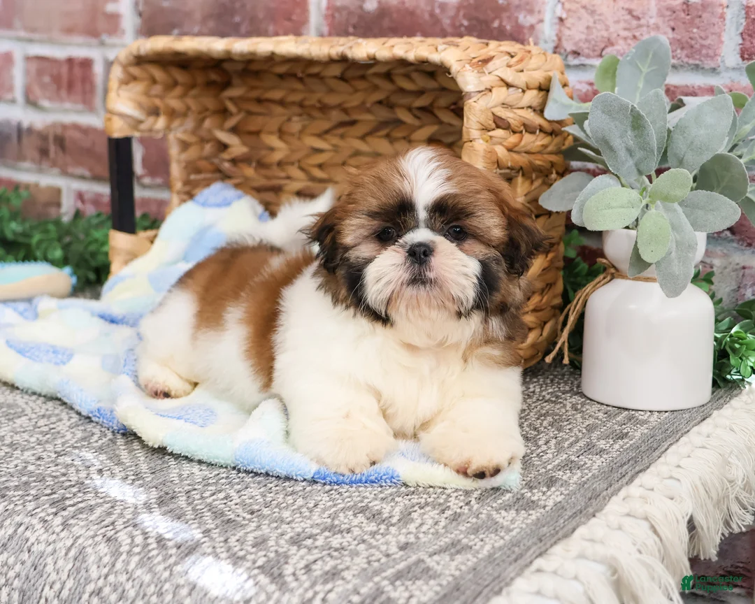 Shih Tzu dogs for sale: John - Ad 1
