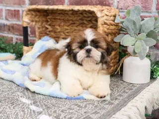Shih Tzu dogs John - Ad 40