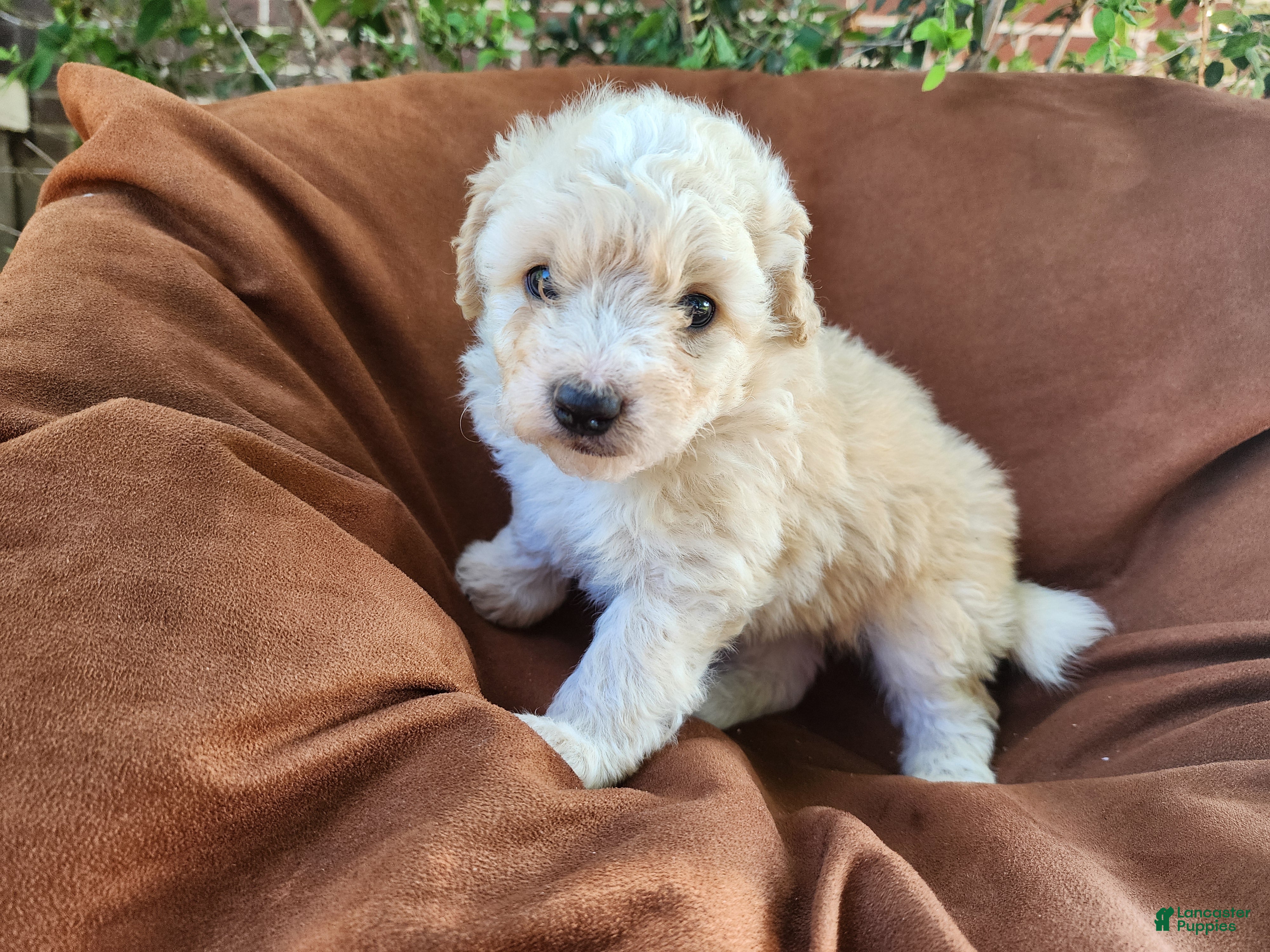Pomapoo dogs Sammy  - Ad 1