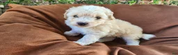 Pomapoo dogs for sale: Sammy  - Ad 1