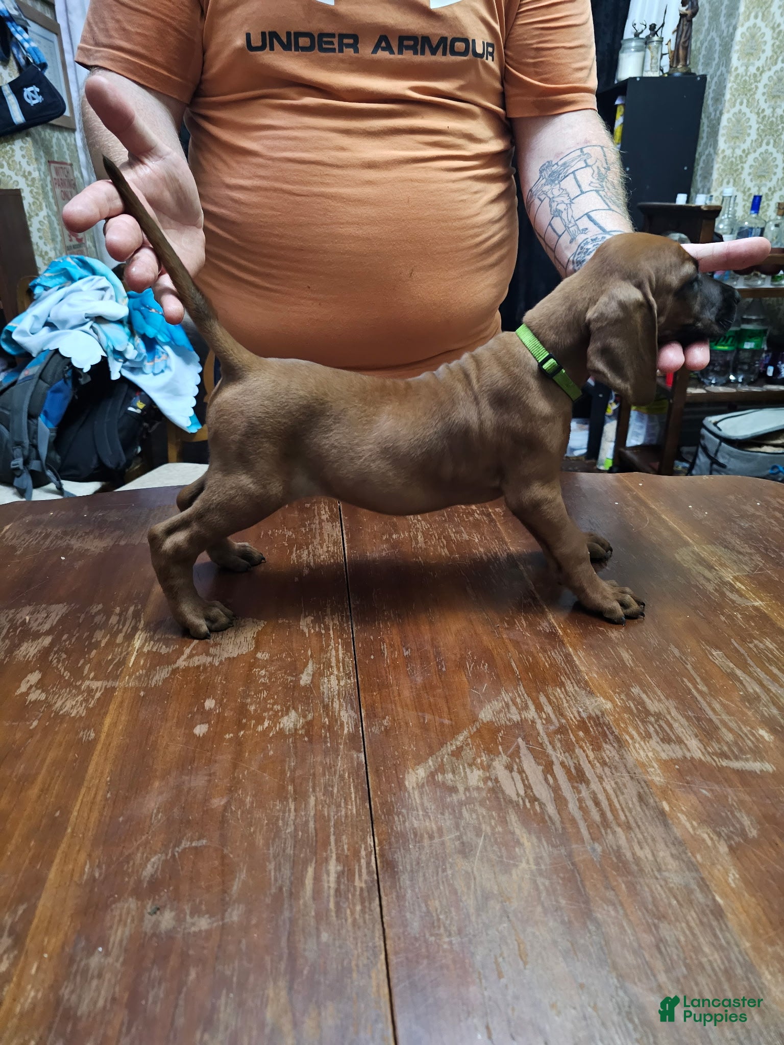 Redbone Coonhound dogs Redbone Coonhound 10(lt grn neon) - Ad 4